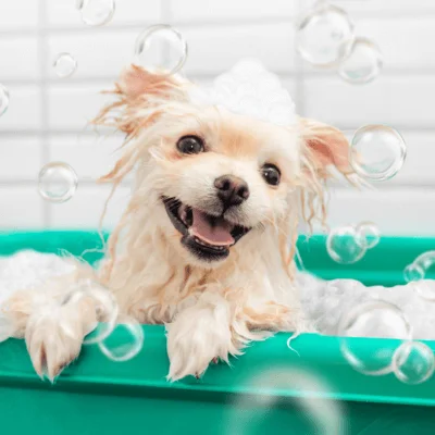 dog in a bubble bath