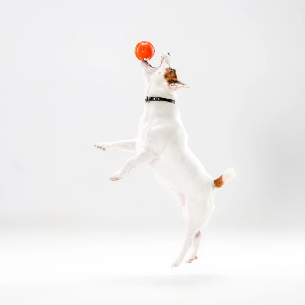 vitamins and supplements for pets